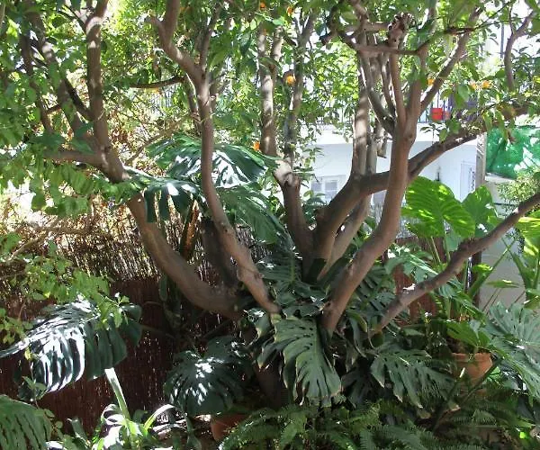 Ambata